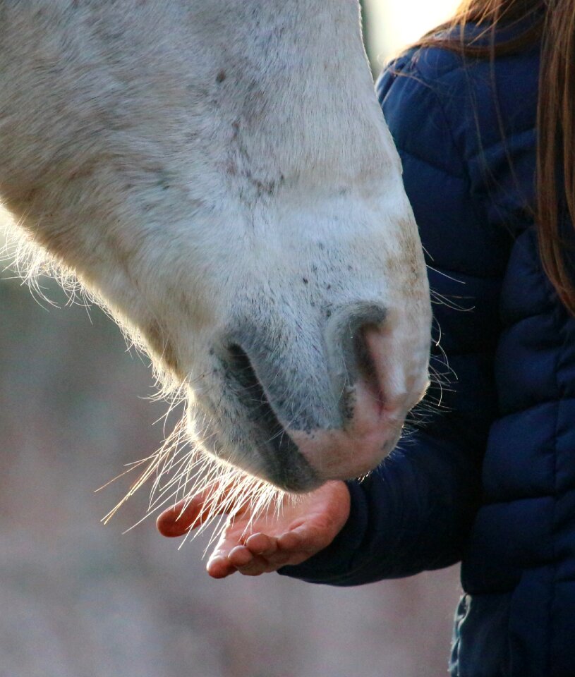 Nostrils tasthaare hand