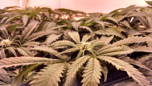 Ganja medicinal natural medicine