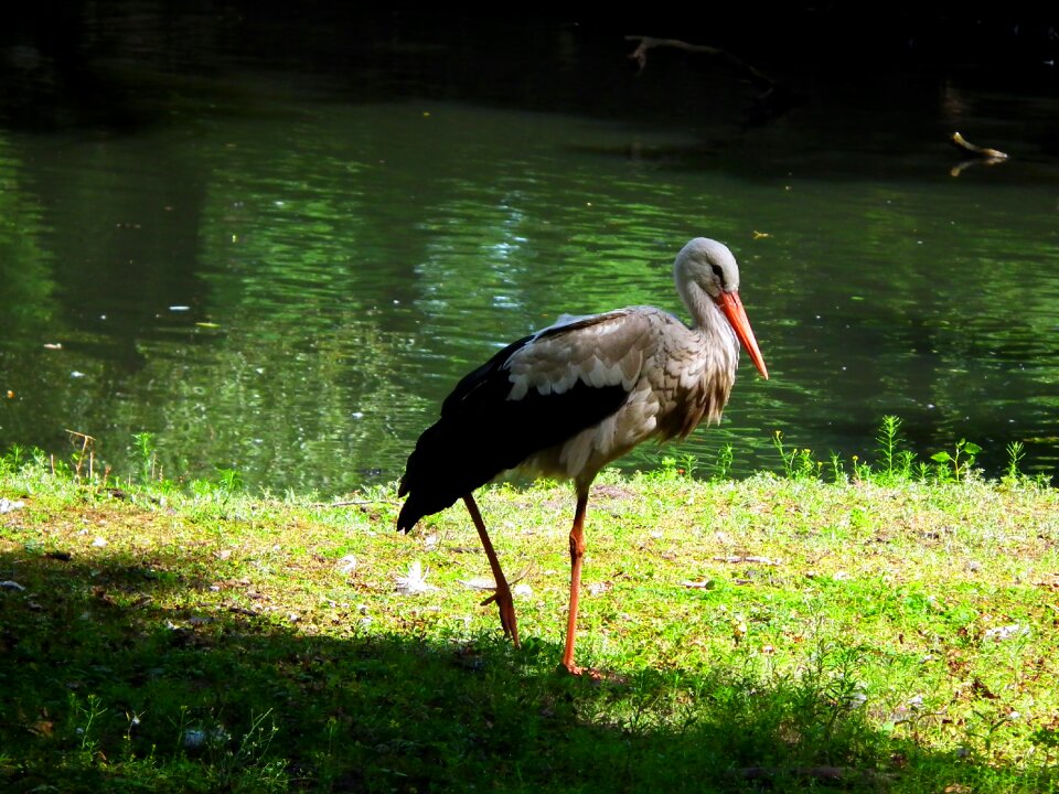 White stork bird water