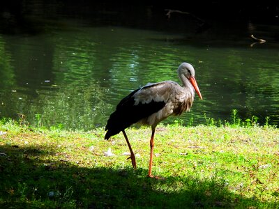 White stork bird water photo