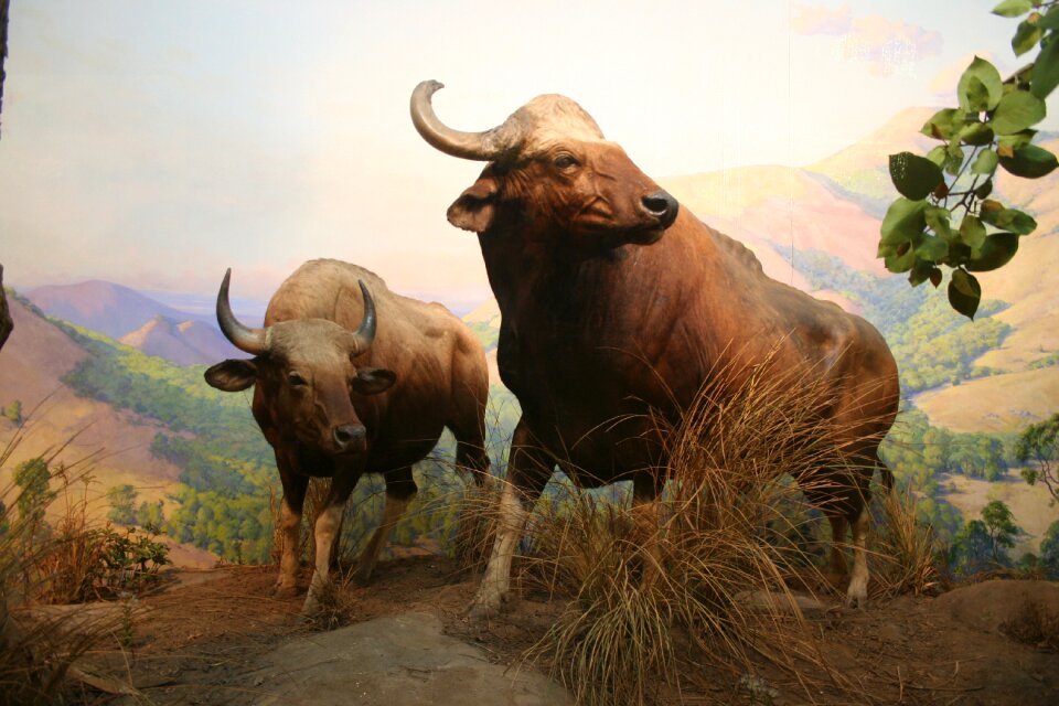 Bull zoo Free photos