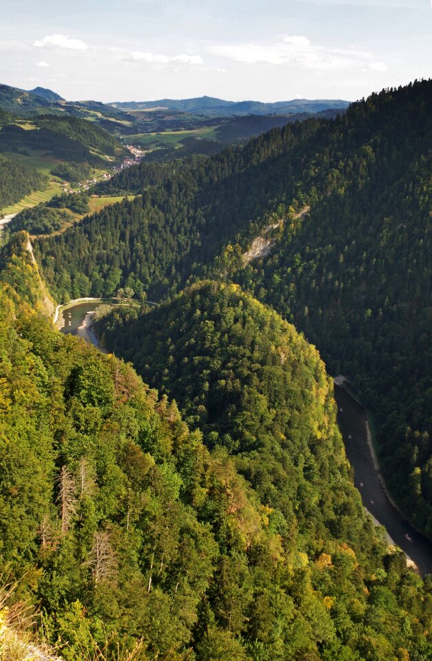 Top pine malopolska
