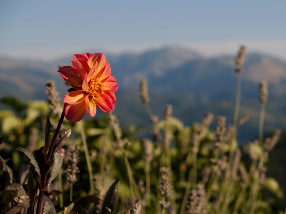 Summer nature italy