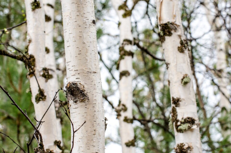 Bark white brown photo