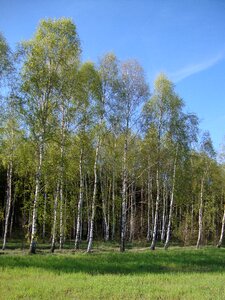 Nature landscape spring