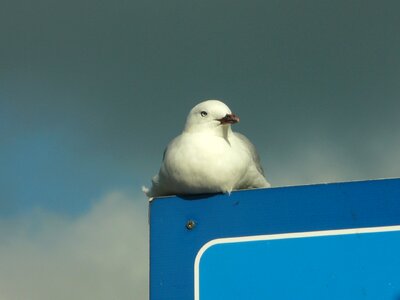Blue ornithology waiting