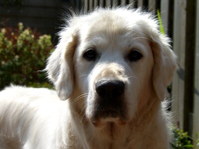 Golden retriever dog looks in camera shiny coat photo