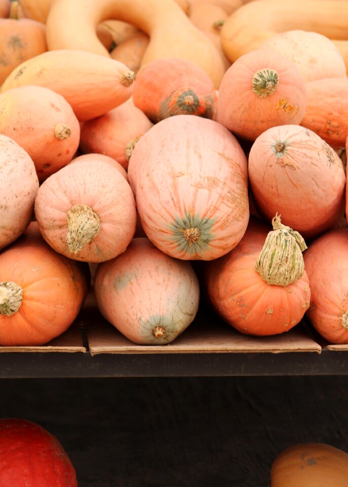 Fall harvest