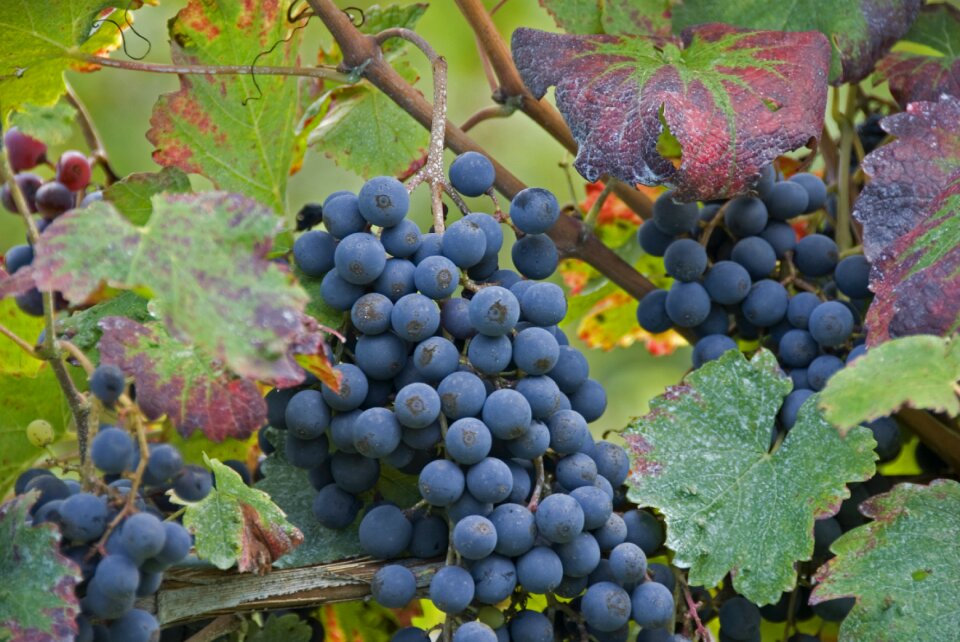 Vineyard nature leaf