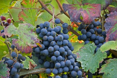 Vineyard nature leaf