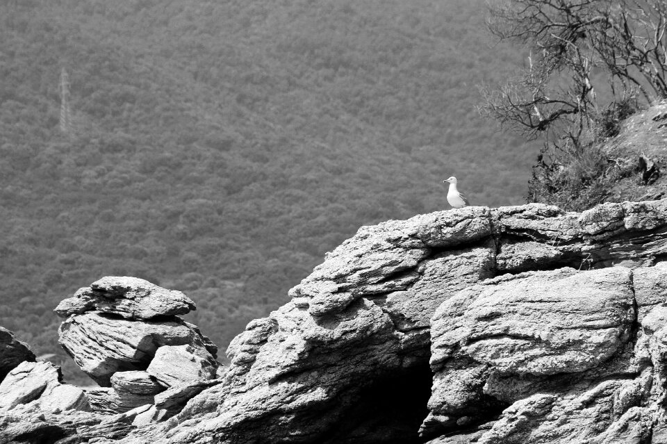 Sitting bird winged