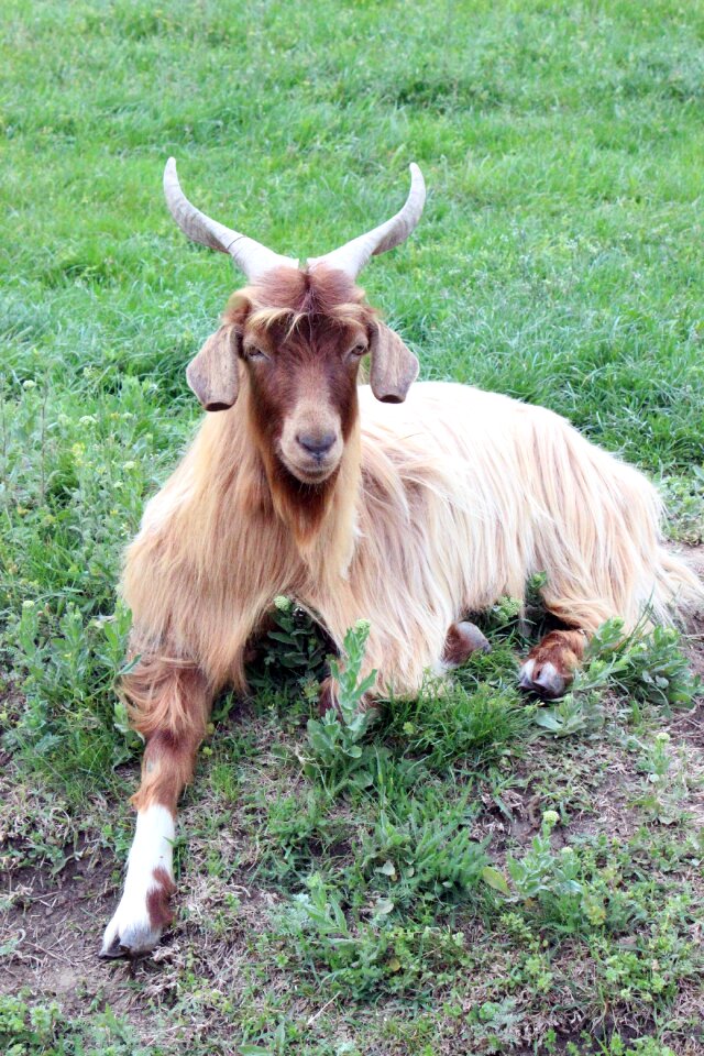 Countryside farm animals