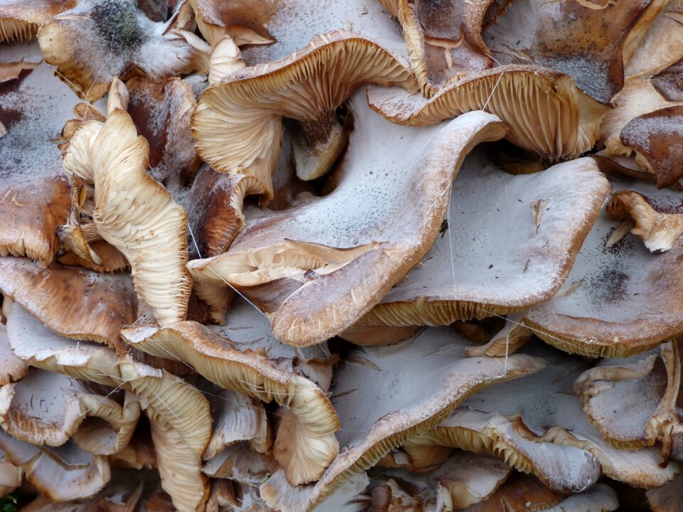 Fungus oyster structure