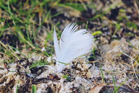 Sand airy bird feather