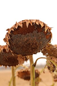 Harvest brown sunflower