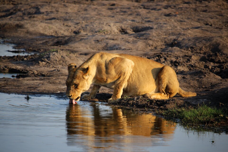 Wildlife zimbabwe photo