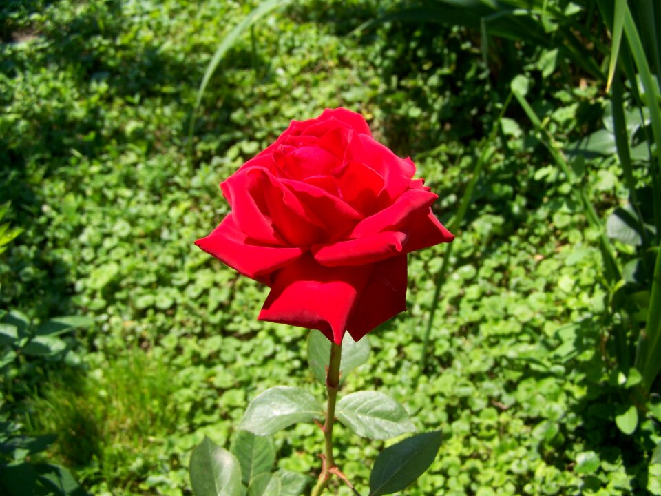 Rose red rose garden plant
