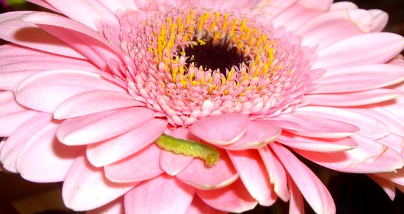 Pollen nature insect