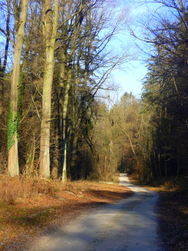 Nature trees light and shadow