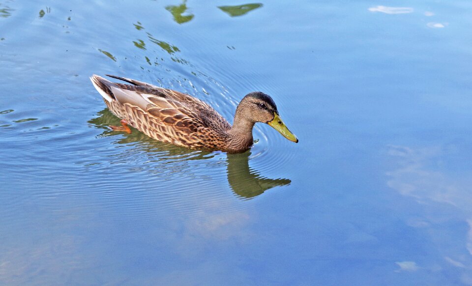 Bird swimming reflection