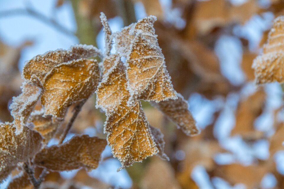 Winter silence winter nature