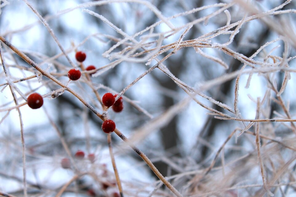 Hoarfrost frozen red