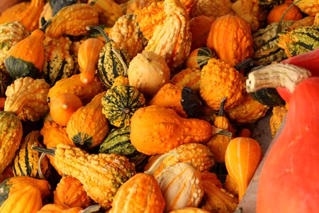 Fall harvest