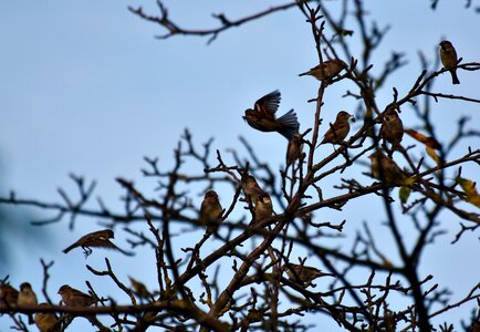 Mecklenburg vorpommern departure plumage