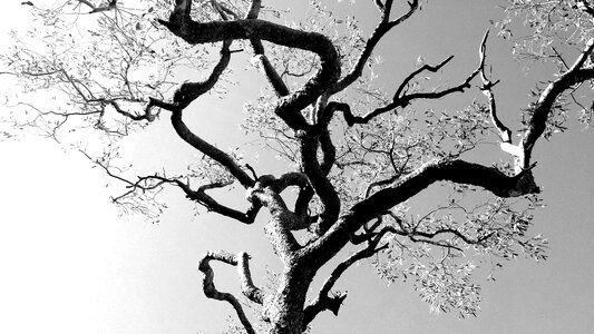 Tree filigree black and white