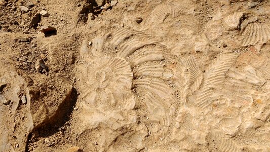 Fossil stone earth