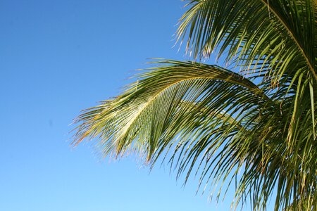 Green plant structure
