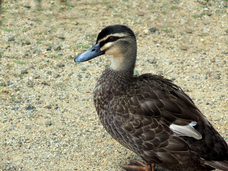 Bird wildlife nature