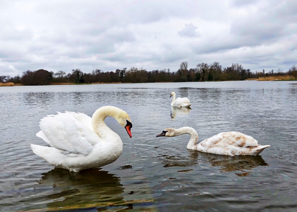 Wildlife water grace