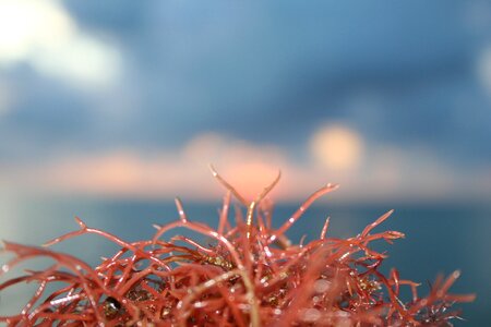 Sea caribbean river algae