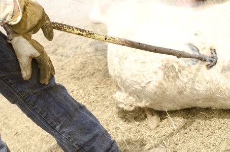 Calves cow branding