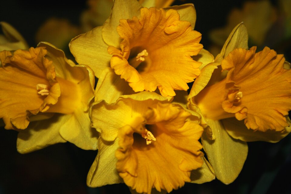 Lily house plant natural