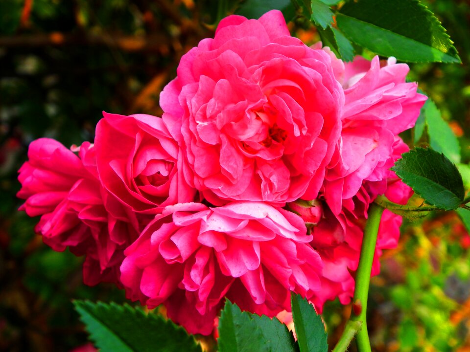 Rose petals plant pink