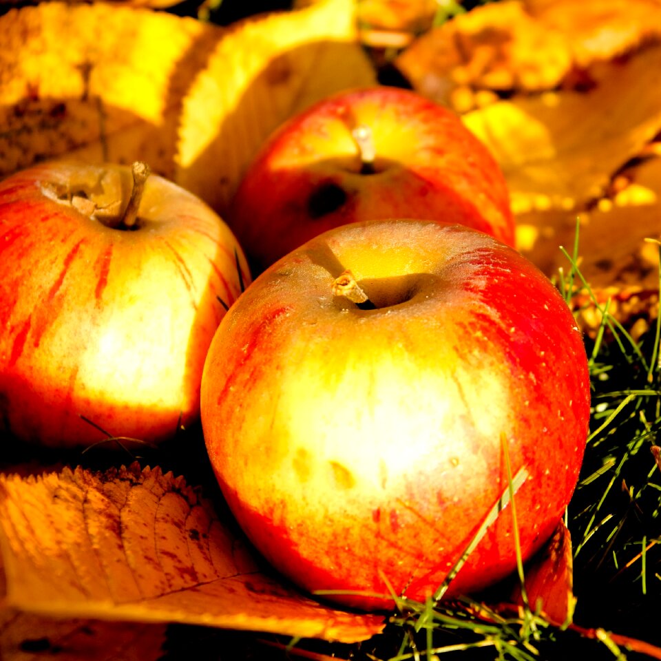 Windfall autumn apple
