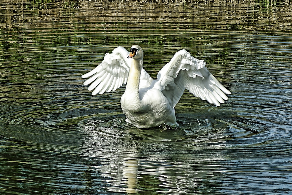 Birds beautiful bird