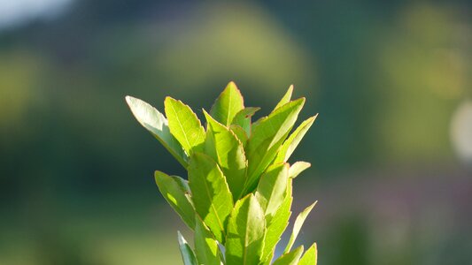 Open green flower