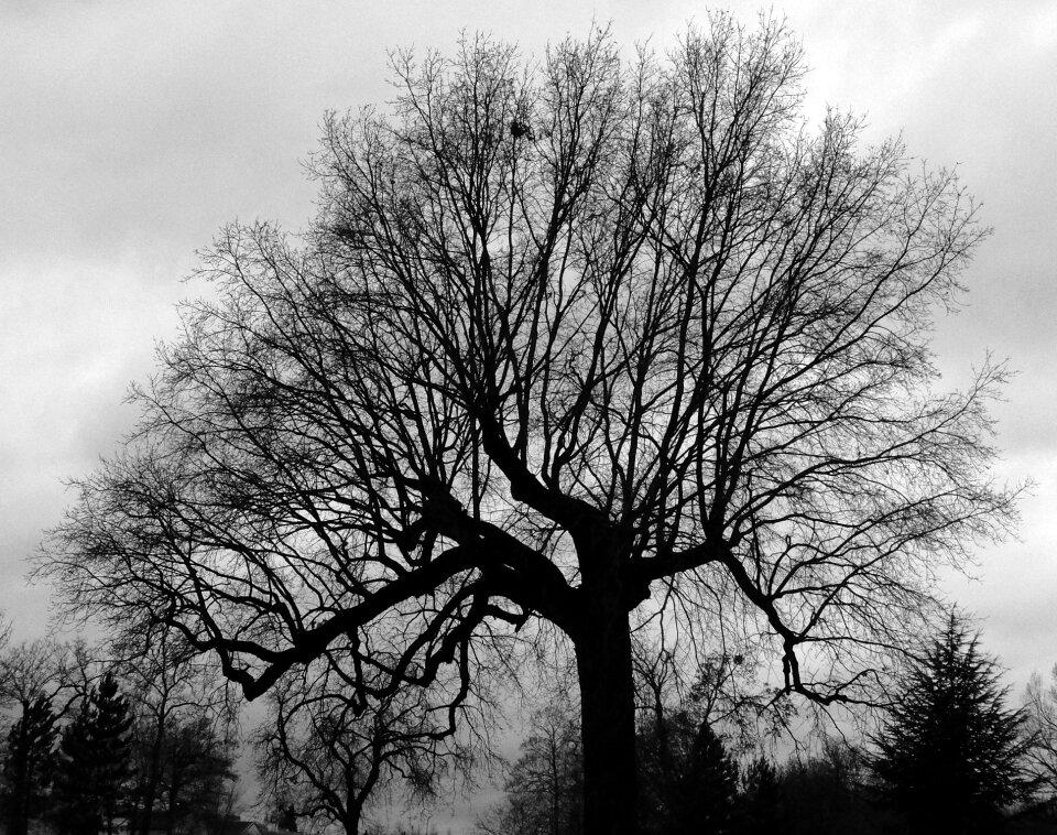 Winter desolation branches