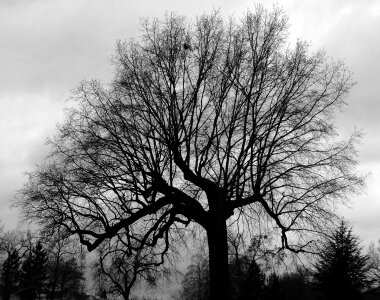 Winter desolation branches photo