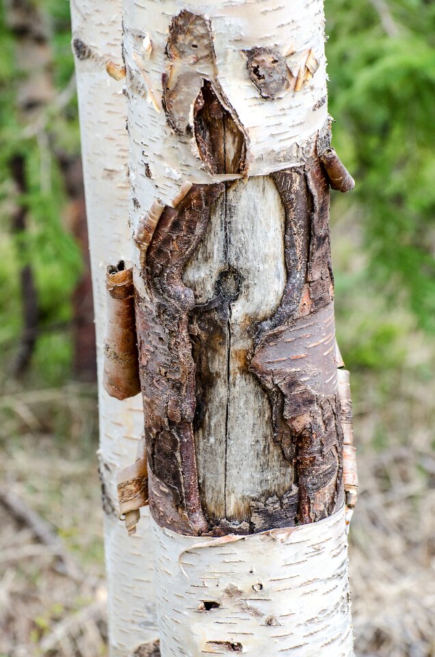 Birch trees bark forest photo