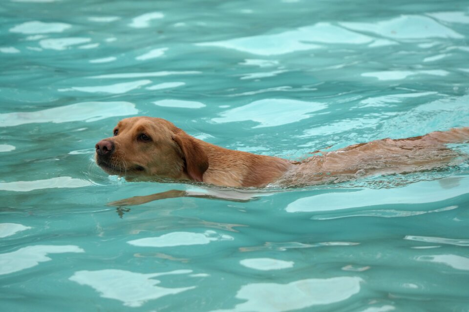 Netherlands pet dogs