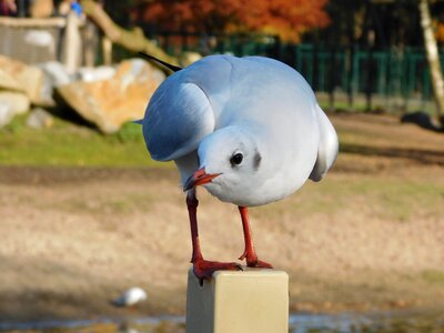 Seagull water bird bird