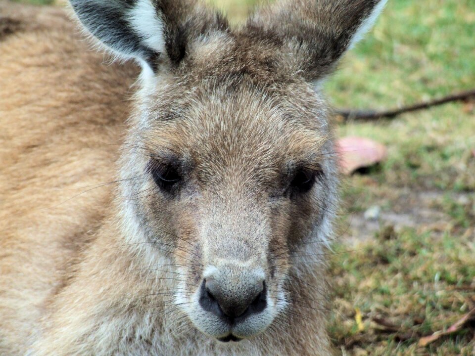 Marsupial australian wildlife