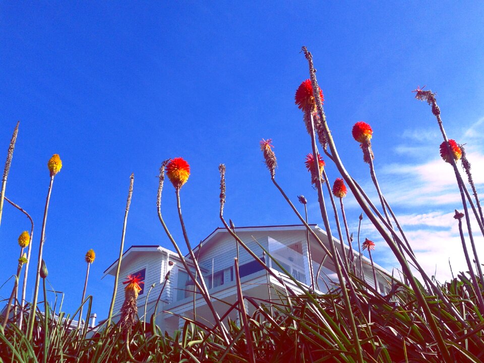 Flowers colors heaven