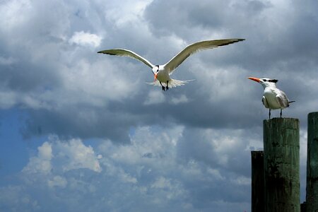 Water nature water bird photo