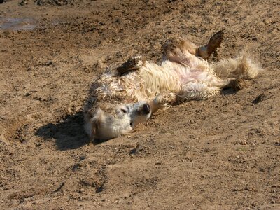 Golden retriever sandy roles mud dog photo