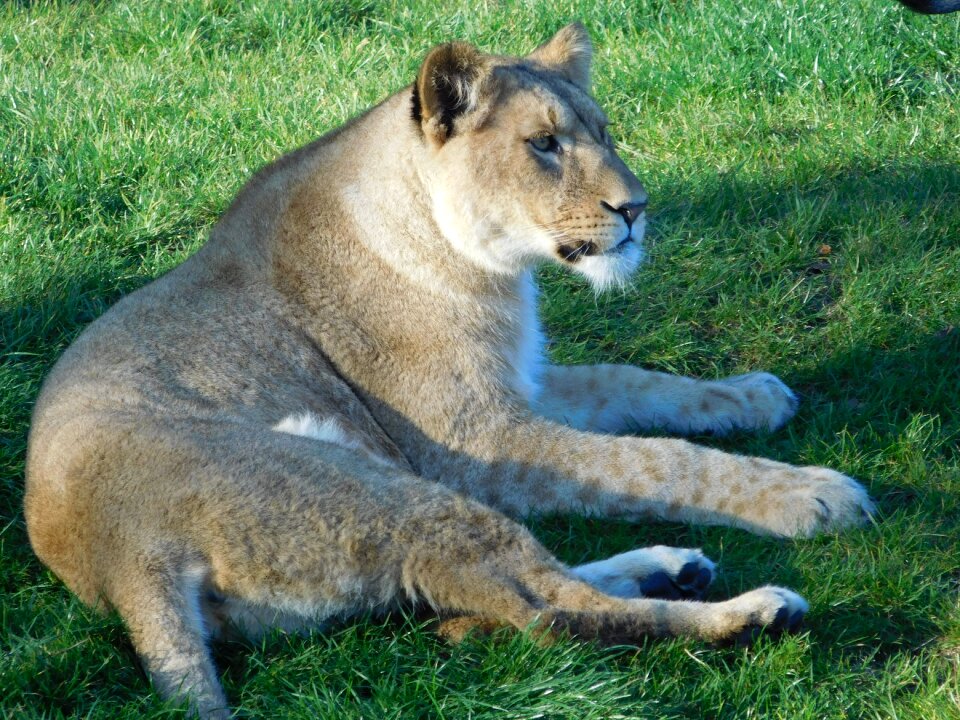 Lion wildlife park animal